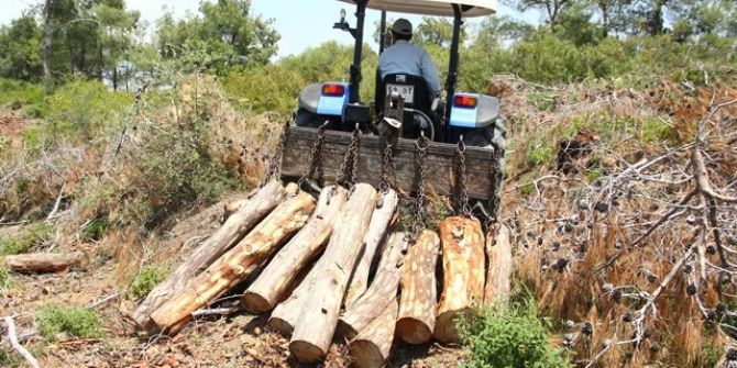 Adana’dan 1 Milyon Metreküp Odun Hammaddesi