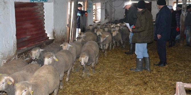 Tekirdağ Büyükşehir Belediyesi’nden Hayvancılığa Destek