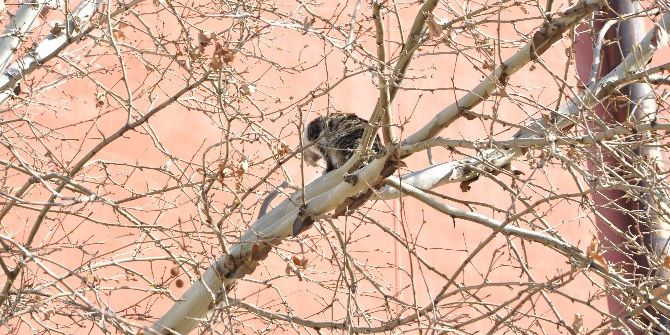 Ağaçta Mahsur Kalan Kediyi İtfaiye Kurtardı