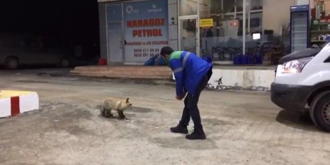 Aç Kalan Tilki Benzin İstasyonuna Sığınarak Karnını Doyurdu