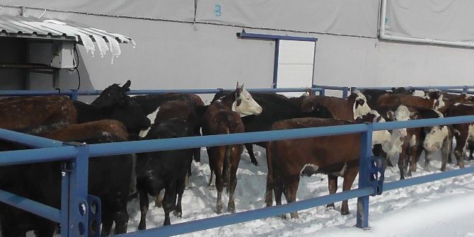 Kulu’da Hayvan Sahiplerine Yem Uyarısı