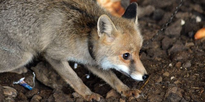 Su Kanalında Bulduğu Köpek Yavruları Tilki Çıktı