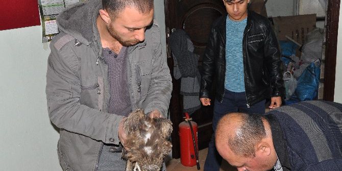 Yaralı Şahin Tedavi Ediliyor