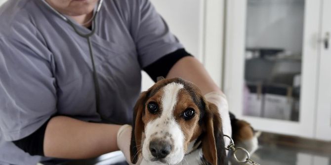 Mamak’ta Kuduz Aşısı Kampanyası Devam Ediyor