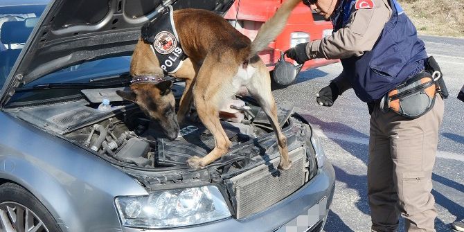 Özel Eğitimli Köpeklerden Sevkiyatlara Engel