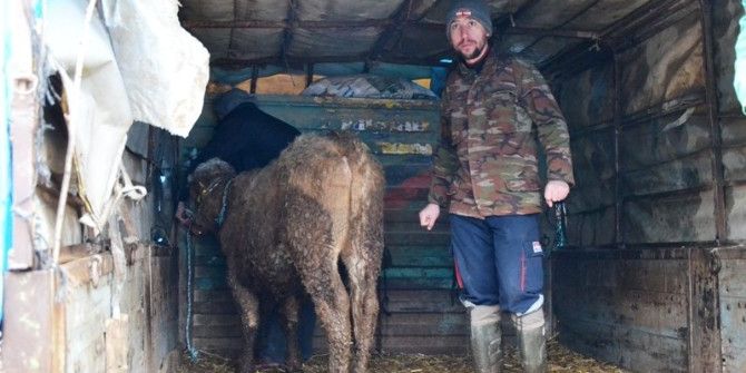 Biga’da Köylülere 216 Adet İnek Dağıtıldı