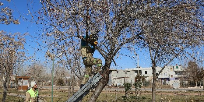 Haliliye Belediyesi Kısas Mahallesindeki Parklarda Çalışmalarını Tamamladı
