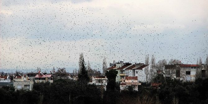 Binlerce Kuş Gökyüzünü Kapladı
