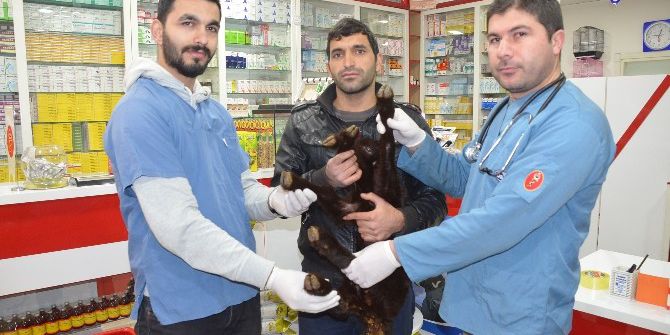 Beş Bacaklı Kuzu Ameliyat Edildi