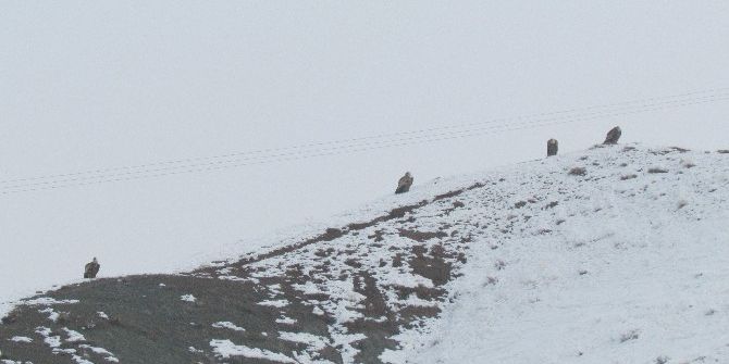 Kızıl Akbabalar İçin Doğaya Foto Kapan Bırakıldı