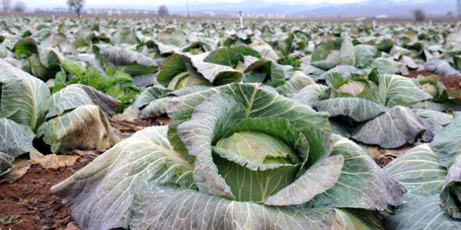 Zabıtanın Kestiği Cezalar Çiftçiyi İsyan Ettirdi
