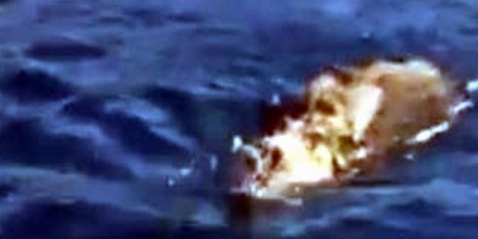 Deniz Ortasında Yüzen Domuz Gören Balıkçılar Şok Oldu