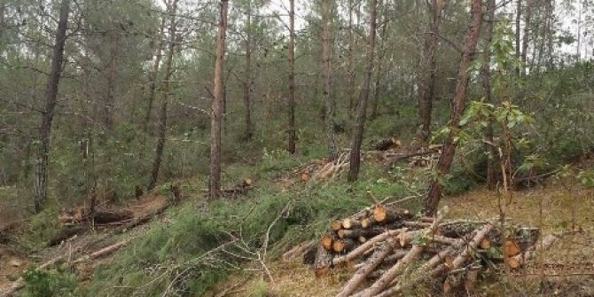 Vezirköprü’de Ormanlara Sıklık Bakım Operasyonu