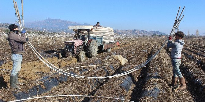 Çilek Üreticisi Tarlaya İndi