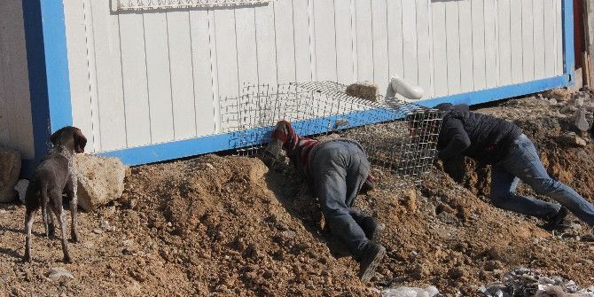 Nesli Tükenme Tehlikesinde Olan "Saz Kedisini" Kurtarma Operasyonu