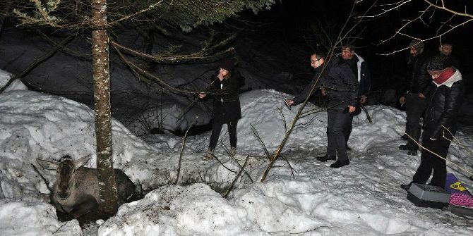 Yaralı Kızıl Geyik Başarılı Operasyonla Kurtarıldı
