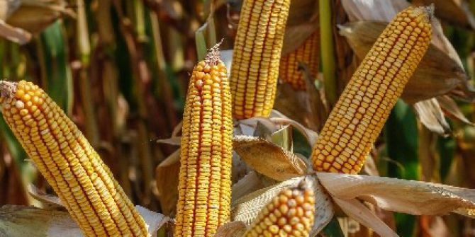 Şampiyon Mısıra Avrupa Birliği’nden Tescil