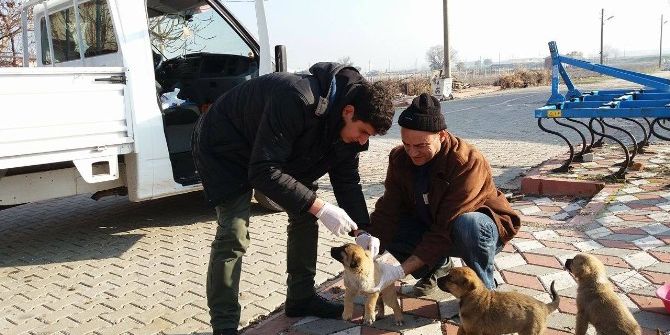 Kırkağaç’ta Sahipsiz Köpeklere Sağlık Kontrolü