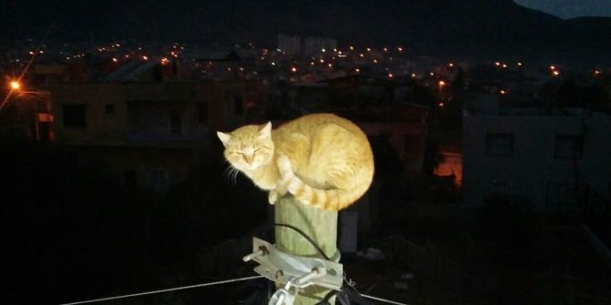 Köpekten Kaçarken Direğe Çıkan Kediyi İtfaiye Kurtardı