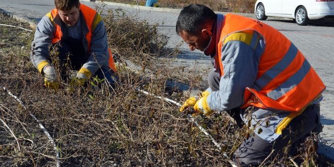 Manavgat Belediyesinden Ağaçlara Kış Bakımı