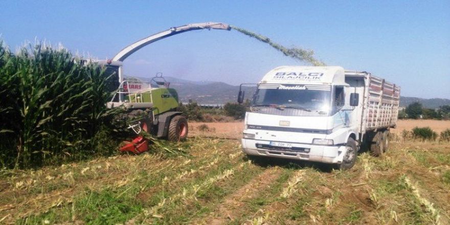 Mısır Silajı Ovaları Hareketlendirdi