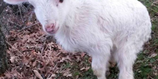 Arka Ayakları Kısa Doğdu