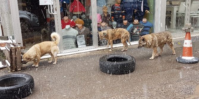 Sokak Köpeklerini Döven Şahıs: "Özür Dilerim, Bana Kumpas Kurdular"