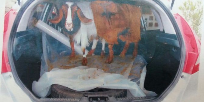 Otomobille Keçi Çalan Hırsızlar Tutuklandı