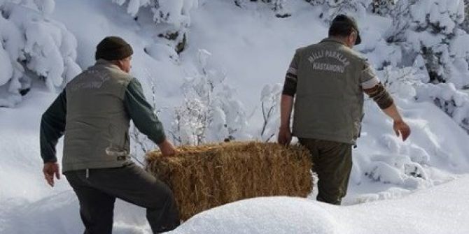 Tosya’da Yaban Hayvanları Unutulmadı