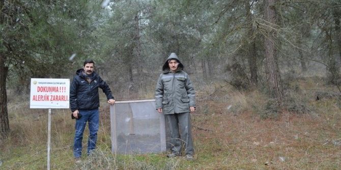 Çam Kese Böceği İle Mücadele Erken Başladı