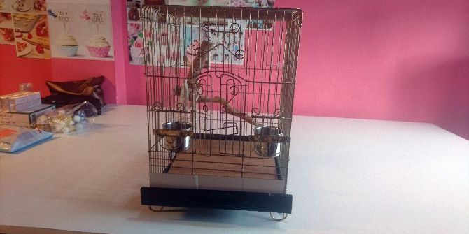 Hırsız İş Yerinden Önce Paraları, Sonra Papağanı Çaldı