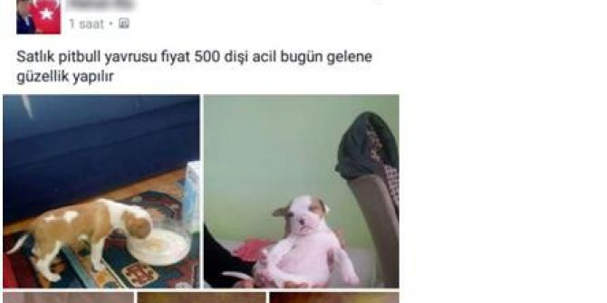 Sosyal Medyadan Köpek Satışına Ceza