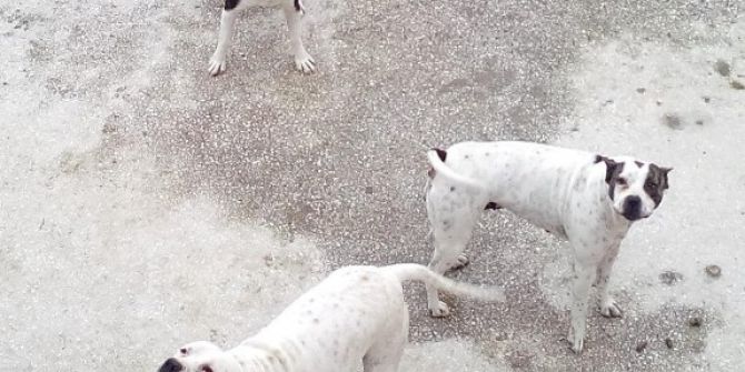 Tehlikeli Köpek Besleyenlere Ceza