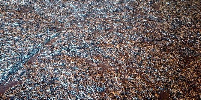 Kaçak Avlanan 148 Ton Hamsiye El Koyuldu