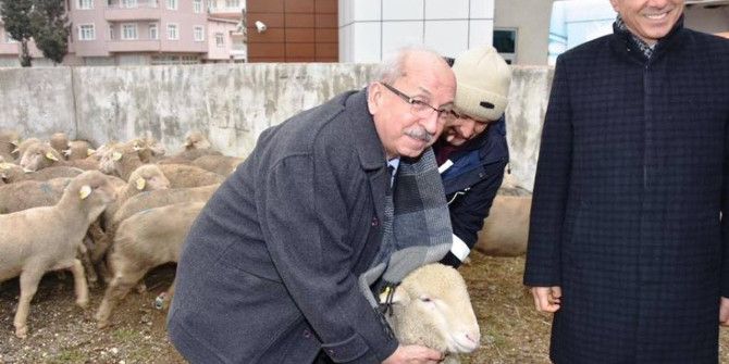 Koyun Yetiştiricilerine Damızlık Koç Dağıtıldı