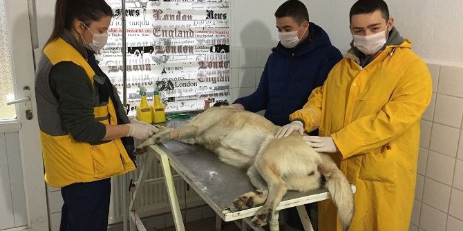 Çoban Köpeği Şeker Kanseri Yendi