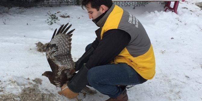 Tedavi Edilen Kızıl Şahin Yeniden Doğaya Salındı