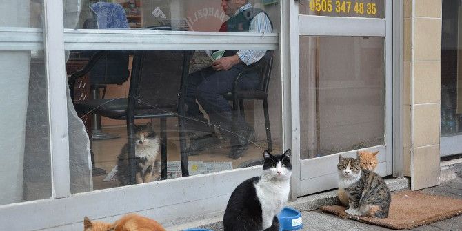 Komşu Yadigarı Kedilere Yıllardır Sahip Çıkıyor