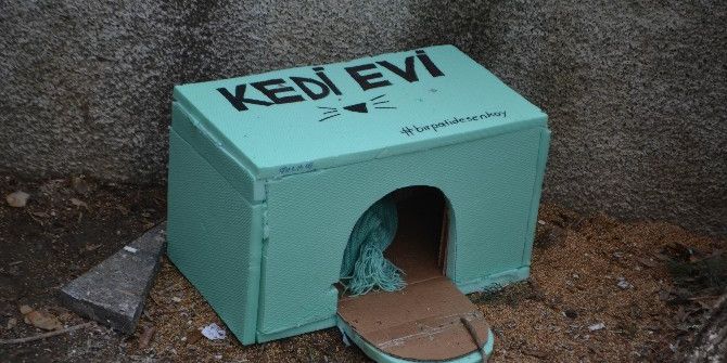 Hayvan Severlerden Kedi Evi