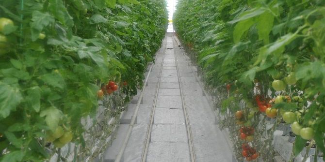 Jeotermal Su İle Sıcaklığın 40 Dereceye Yükseltildiği Serada Domates Üretiyorlar