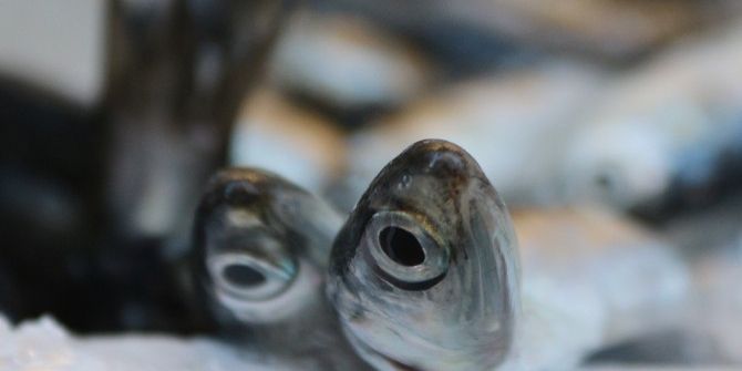 Kar Yağdı, Fiyatlar Arttı