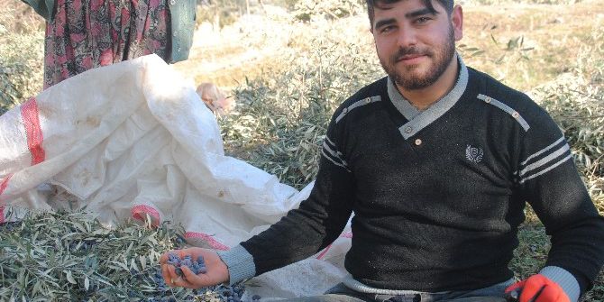 Kaymakam Adayı, Zeytin Topluyor