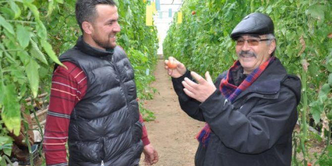 Jeotermal Su Kaynaklarıyla Isıtılan Seralar Yüzlerce Kişinin Geçim Kaynağı Oldu