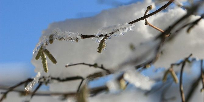 Fındıkta Zirai Don Uyarısı