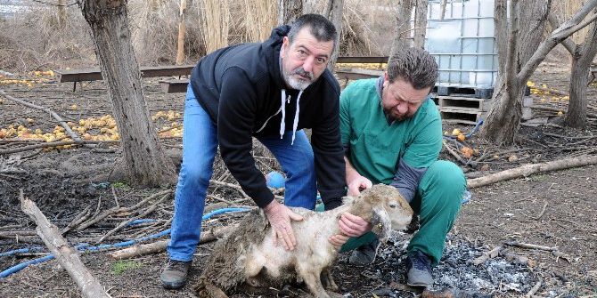 Bir Deri Bir Kemik Kalan Koyunlar Veteriner Hekimi Üzdü