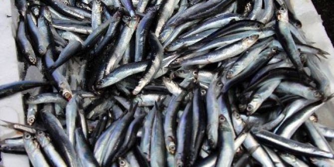 2 Kasa Hamsi 500 Lira