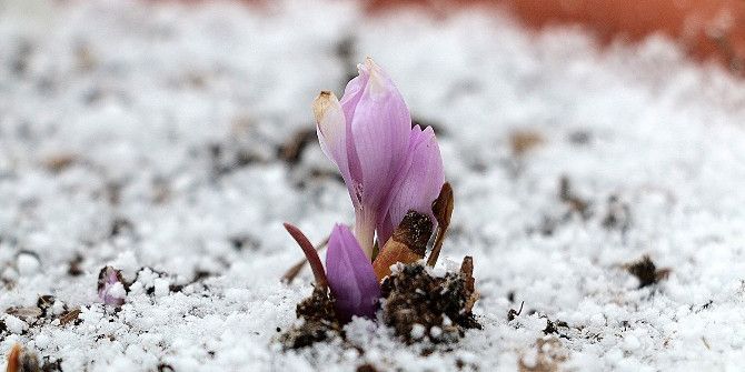 Çiçek Açan Endemik Bitkiler İlgi Görüyor