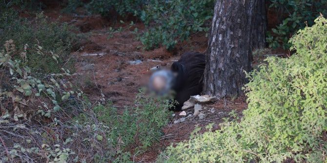 Ormanlık Alanda İntihar Etti