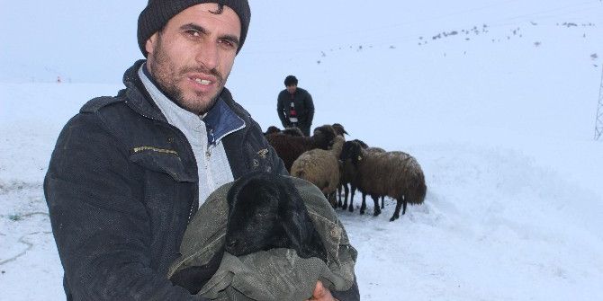 Gebe Hayvan Yüklü Kamyonet Şarampole Düştü