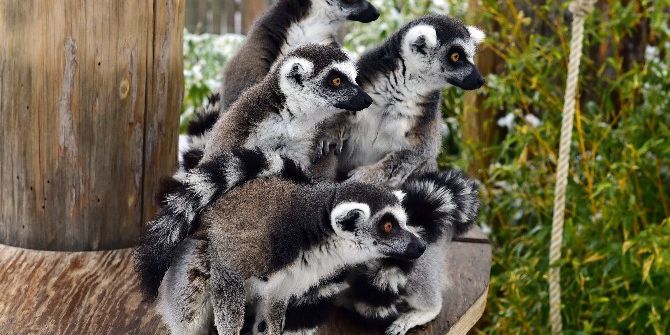 Soyu Tükenmekte Olan Sevimli Lemurlar Çoğaldı